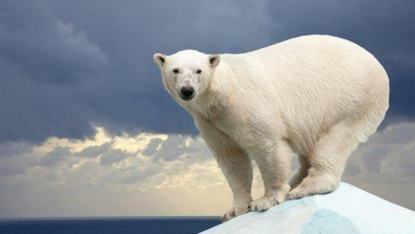 Ξεναγός «έφαγε» πρόστιμο 1.300 ευρώ επειδή τρόμαξε πολική αρκούδα