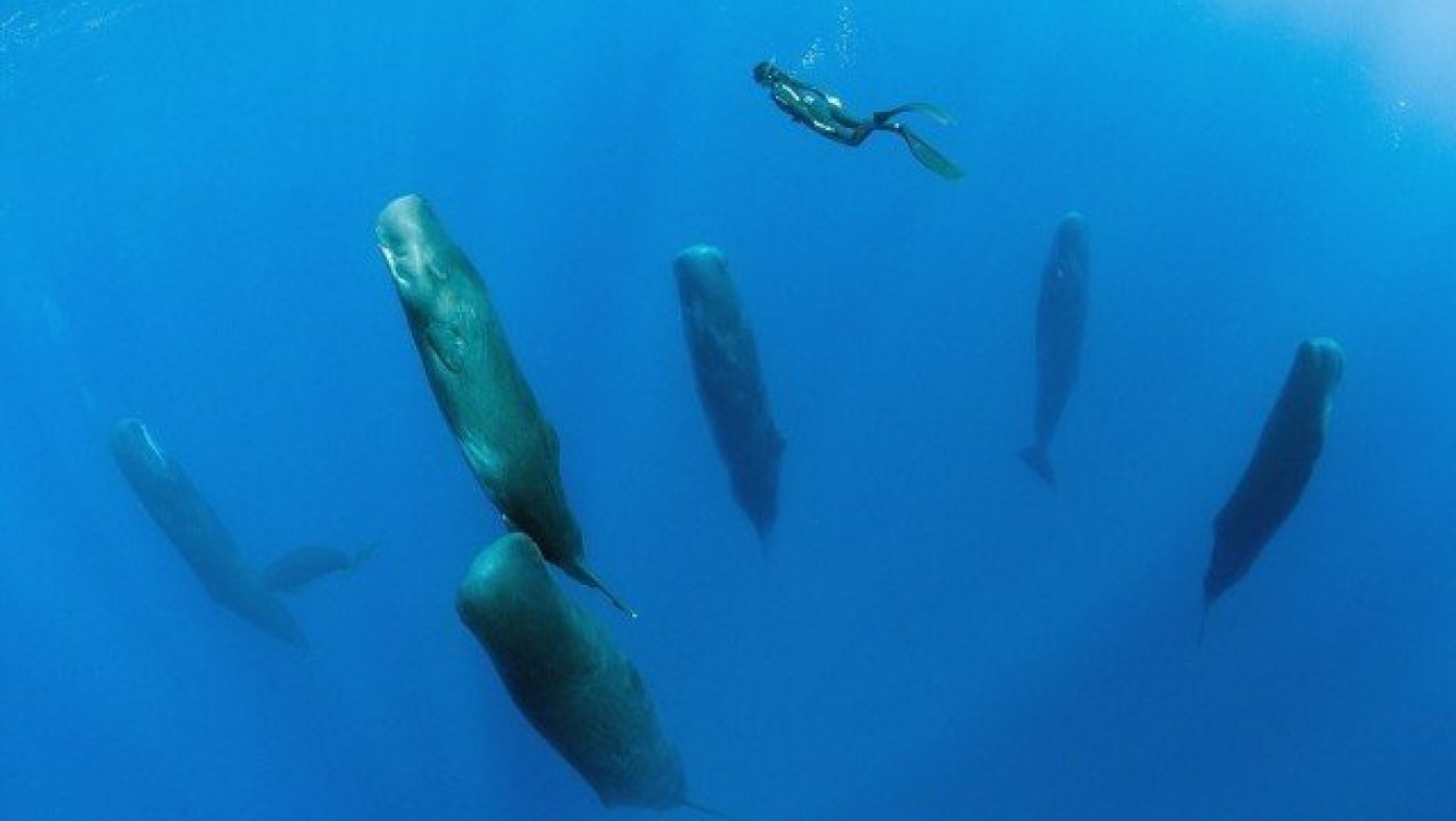 Οι φάλαινες κοιμούνται     και μάλιστα... κατακόρυφα! (ΦΩΤΟ)