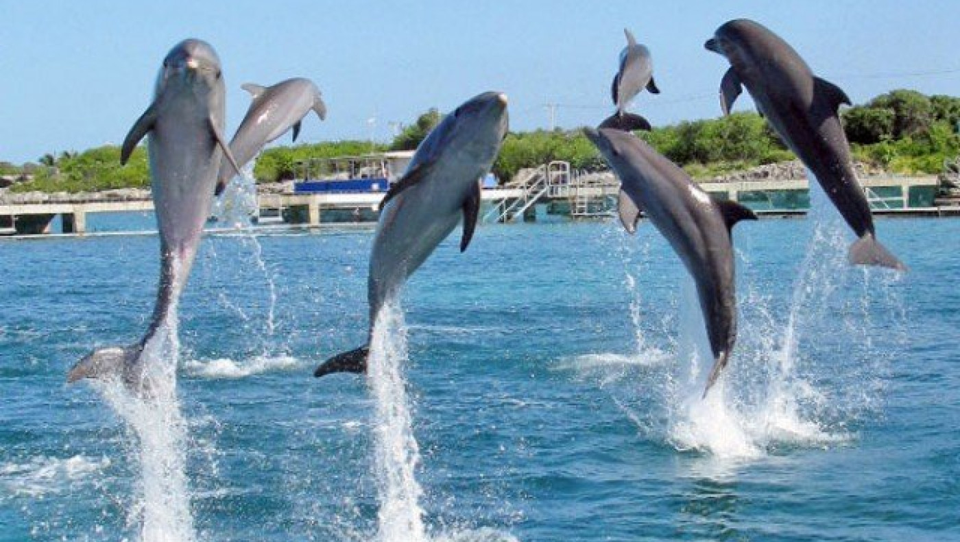 Γιατί τα δελφίνια               πηδάνε έξω από το νερό