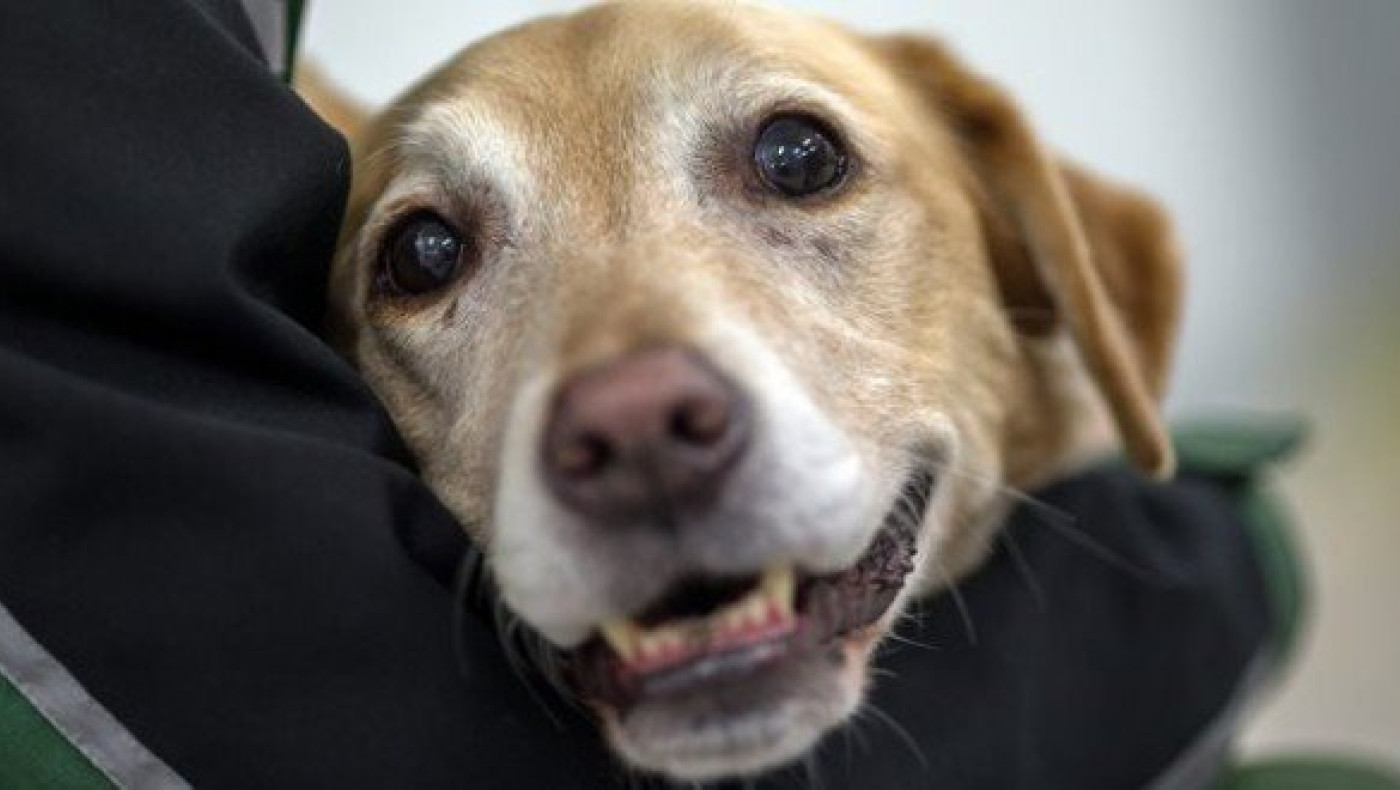 Άγνωστοι πυροβόλησαν και σκότωσαν επτά κουτάβια στο Μεσολόγγι