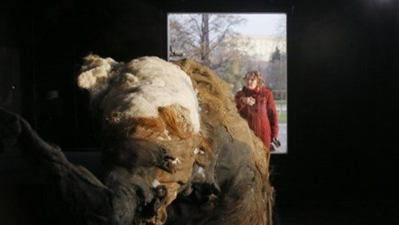 Γνωρίστε την Γιούκα, ένα μαμούθ 39.000 ετών! (video)