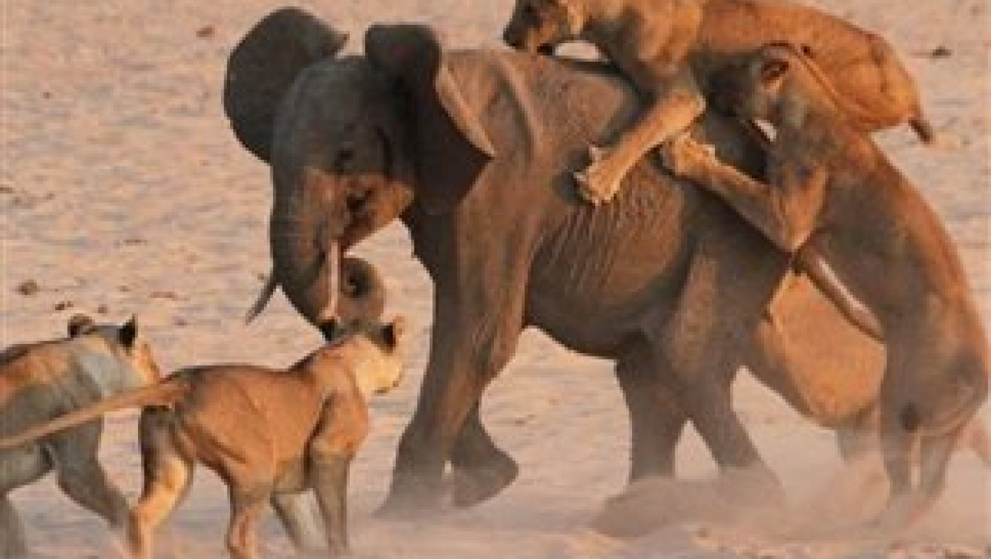 Ελέφαντας ο βασιλιάς της ζούγκλας! (VIDEO)