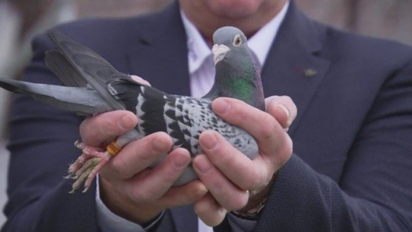 Ταχυδρομικό περιστέρι πουλήθηκε έναντι... 1,25 εκατ. ευρώ!