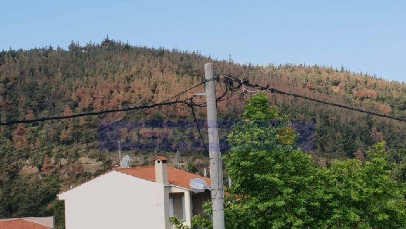 SOS-Σέιχ Σου: Εντομο-φονιάς αποδεκατίζει τον πνεύμονα της Θεσσαλονίκης