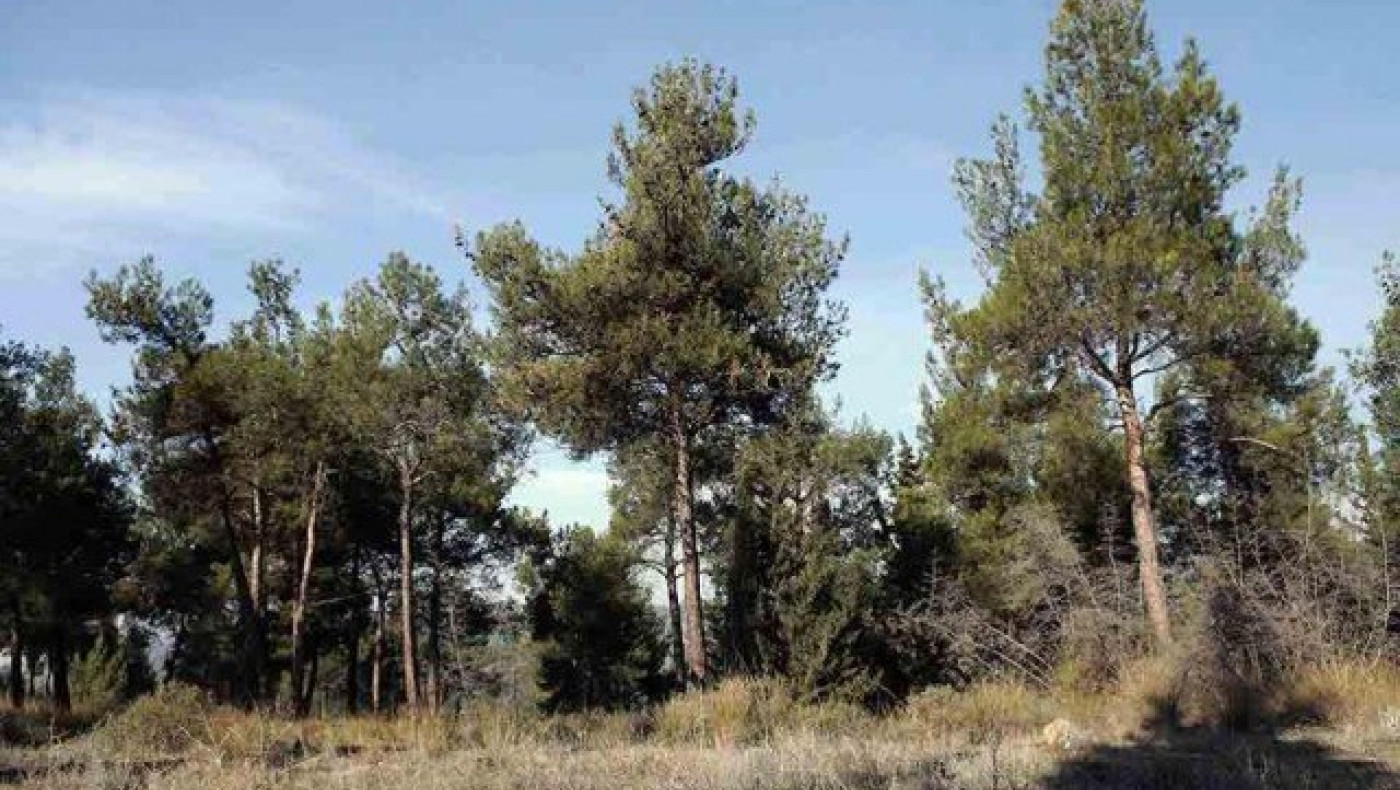 Θεσσαλονίκη: Την Τετάρτη αρχίζει η αποψίλωση δέντρων στο Σέιχ Σου