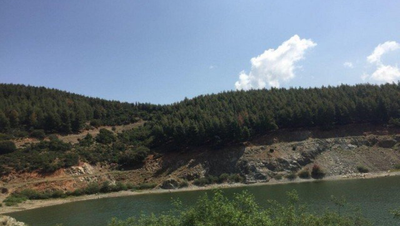 Το φλοιοφάγο έντομο σκοτώνει δένδρα και στον Δήμο Θέρμης!