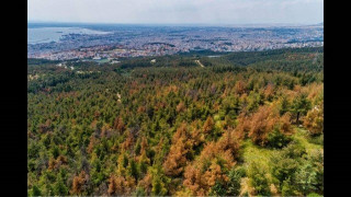 Σέιχ Σου: Έλυσαν τα ζώα που μεταφέρουν τα κομμένα «άρρωστα» πεύκα