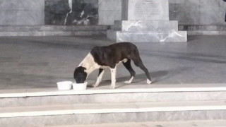 Τετράποδος… δρομέας έτρεξε από την Τρίπολη ως την Σπάρτη!