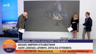 Απίστευτο: Γουρούνι δάγκωσε ρεπόρτερ του Παπαδάκη (Video )
