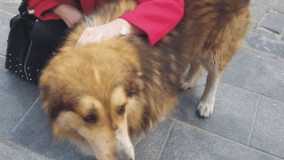 Κακοποιήθηκε βάναυσα ο σκύλος-μασκότ των Λαδάδικων