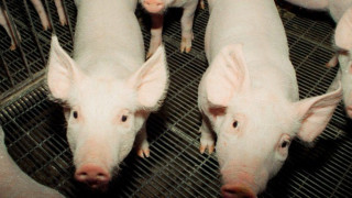 Κρούσμα αφρικανικής πανώλης των χοίρων στις Σέρρες