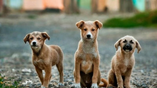 Θεσσαλονίκη: Σχέδιο για δημοτικό κτηνιατρείο και ασθενοφόρο ζώων