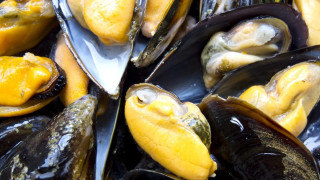 Μισό εκατομμύριο νεκρά μύδια στις ακτές της Νέας Ζηλανδίας