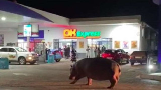 VIRAL: Ιπποπόταμος κάνει βόλτα σε βενζινάδικο!