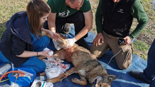 Η διάσωση της λύκαινας που παγιδεύτηκε σε χωριό της Θεσσαλονίκης