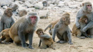 Κινέζοι επιστήμονες: «Πίθηκοι που πέρασαν μια φορά κορωνοϊό, τη δεύτερη δε μολύνθηκαν»