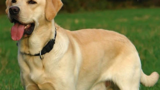 Όλα όσα πρέπει να ξέρουμε για τη μετάδοση του κορωνοϊού από τα κατοικίδια