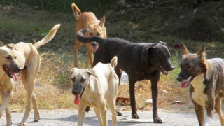 «Υποχρηματοδότηση των Δήμων για τα αδέσποτα, στρεβλή η νομοθεσία»