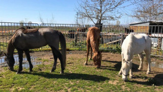 Δηλητηρίασαν άλογα σε ιππικό όμιλο της Καβάλας