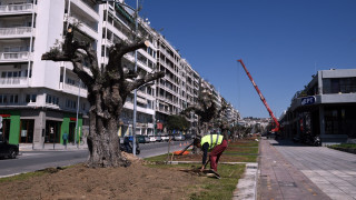 Δενδροφύτευση υπεραιωνόβιων ελιών στην Αγγελάκη