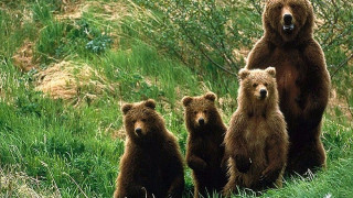 Κυνηγοί σκότωσαν πάνω από 150 αρκούδες στη Σουηδία με την άδεια του κράτους!