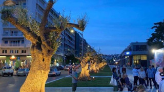 Παραδόθηκαν στους πολίτες της Θεσσαλονίκης οι αιωνόβιες ελιές της Αγγελάκη