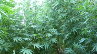 Ελλάδα: Οι μισοί 16χρονοι θεωρούν ακίνδυνη τη δοκιμή κάνναβης