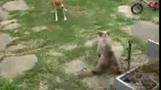 Κοζάνη: Αρκουδάκι μπήκε σε αυλή σπιτιού και βρέθηκε αντιμέτωπο με σκύλο