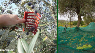 Mάζεμα ελιάς: Τι ισχύει με βάση το lockdown