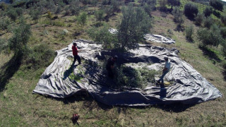 Ξεκίνησαν οι αιτήσεις στον ΟΠΕΚΕΠΕ για την έκτακτη επιδότηση έως 4.000 ευρω για το ελαιόλαδο