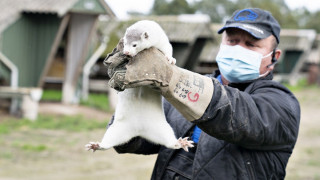 300 παραλλαγές του κορωνοϊού σε ανθρώπους που κόλλησαν από μινκ