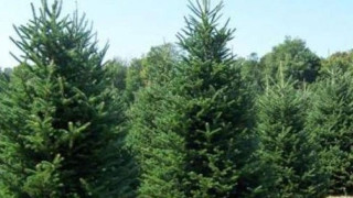 Ελατοκαλλιεργητές Ταξιάρχη Χαλκιδικής: Κίνδυνος τεράστιων οικονομικών απωλειών