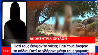 Συνελήφθη ο δράστης στην Κρήτη που έγδαρε και κρέμασε κουτάβια