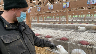 Πόλος έλξης η Βόρεια Ελλάδα για Δανούς εκτροφείς μινκ