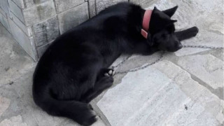 Σοκ στην Πιερία: Βίασαν σκύλο στην παραλία Παντελεήμονα