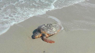 Νεκρή εντοπίστηκε θαλάσσια χελώνα στον Ποταμό Επανομής