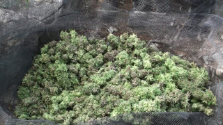 Θεσσαλονίκη: Ολόκληρο φυτώριο κάνναβης καλλιεργούσε 36χρονος στο σπίτι του (vid)