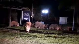 Επανεμφανίστηκαν τα αγριογούρουνα στο Πανόραμα