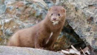 Κοζάνη: Ο Περιφερειάρχης διαψεύδει τα δημοσιεύματα «για μεταλλαγμένα στελέχη κορωνοϊού σε μινκ»