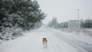Τρίτο κύμα κακοκαιρίας - Πυκνές χιονοπτώσεις από το βράδυ στη Χαλκιδική
