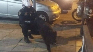 Θεσσαλονίκη: Αγριογούρουνο βόλταρε στην Άνω Τούμπα!