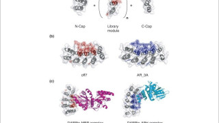 DARPin: Είναι τα φάρμακα που θα μας σώσουν από τις μεταλλάξεις;