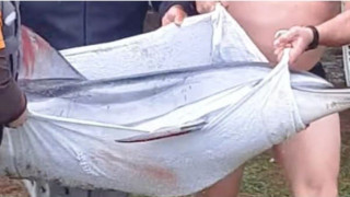 Καβάλα: Δραματική διάσωση δελφινιού που πάλευε να μείνει στη θάλασσα