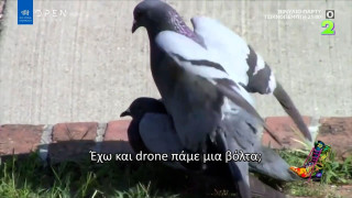 Ράδιο Αρβύλα: Το πουλί που λέει ψέματα για να κάνει σεξ