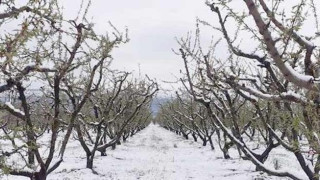 Ημαθία: Καταστροφικοί για τους αγρότες οι παγετοί