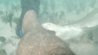 Δύτης βιντεοσκόπησε μικρό καρχαρία να του... δαγκώνει το πόδι