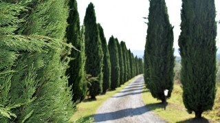 Θεσσαλονίκη: 353 κυπαρίσσια στο Κολχικό για τα θύματα της γενοκτονίας των Ποντίων