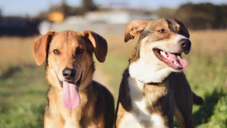 Θεσσαλονίκη: Έβγαλαν τα σκυλιά τους χωρίς λουρί, θα πληρώσουν τσουχτερά πρόστιμα