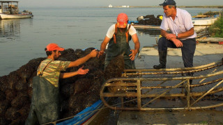 Μυδοκαλλιεργητές Χαλάστρας: Δραματική μείωση των εξαγωγών