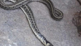 Σέρρες: Αυτό το φίδι ήταν στον καναπέ του σπιτιού της και όταν κάθισε έγινε... χαμός